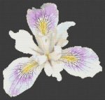 (image for) Beautiful Iris